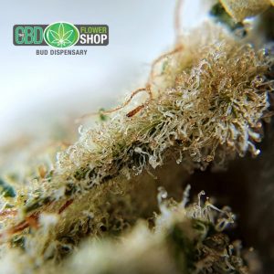 Lemon Punch Boutique de fleurs CBD Dispensaire de bourgeons