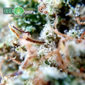 Lemon Punch CBD bloemenwinkel Bud Dispensary