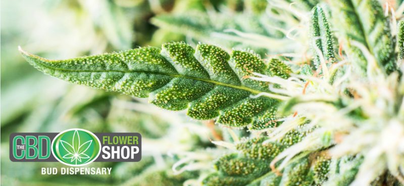 CBD flower shop Europe