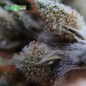 Flores de chá CBD OG Kush