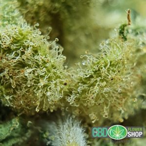 Fiori di tè al CBD di Vanilla Kush