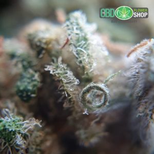 CBD Flower Shop Fleurs de thé gelato