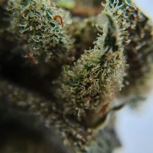 Abacaxi Crush Bud Dispensário Chá Flores CBD