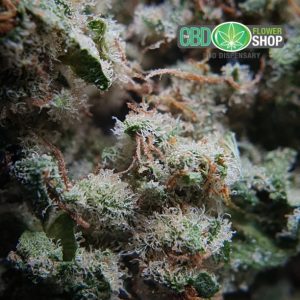 CBD Bud Flower Shop Dispensary