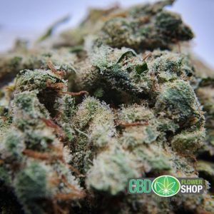 Floricultura CBD Bud